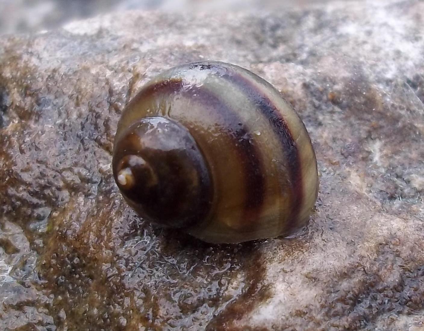 identificazione dulciaquicola